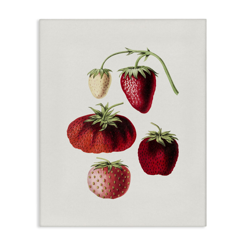 Art mural sur toile "Natural Berries Study" par lettré et doublé, H 20 po x l 16 po