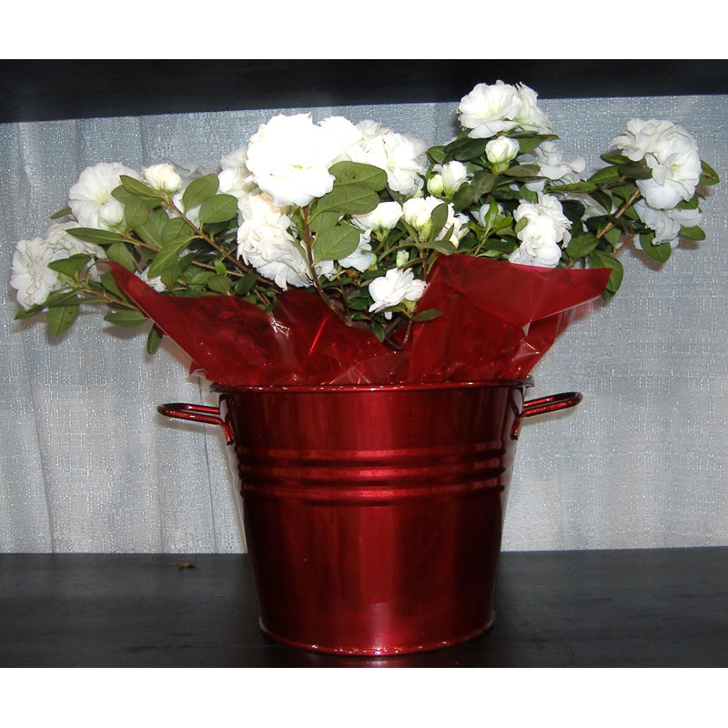 Jayia Indoor / Outdoor Pot Planter