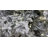 Pfeiffer 6.5' White Artificial Christmas Tree with LED White Lights with Stand