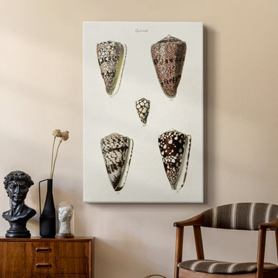 Cone Shell Collection III - Gallery Cavas sur mesure