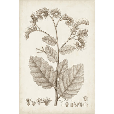 Antique Sepia Botanicals IV - Print on Canvas