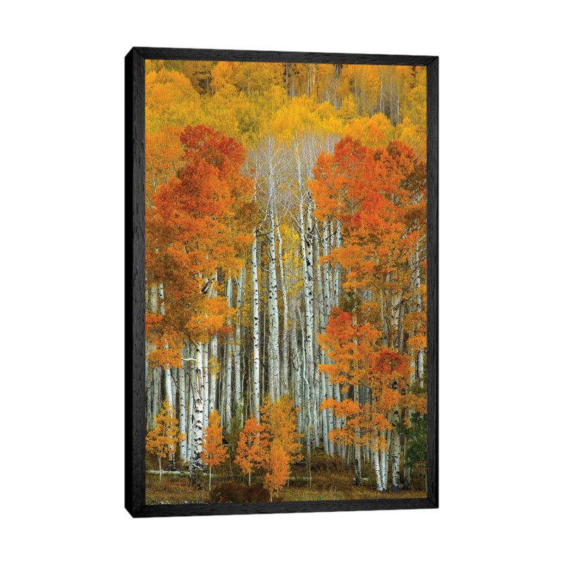 Dalmatian Autumn by Bill Sherrell - Print on Canvas, Black Framed, 101.6 cm H x 66.04 cm W