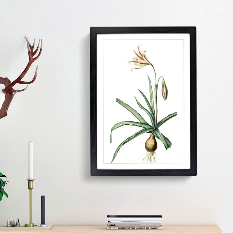 Amaryllis Broussonetii Flowers by Pierre-Joseph Redoute - Single Picture Frame Painting, 63cm H x 45cm W x 2cm D