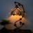 Biola Metal Lamp