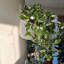 Planter
