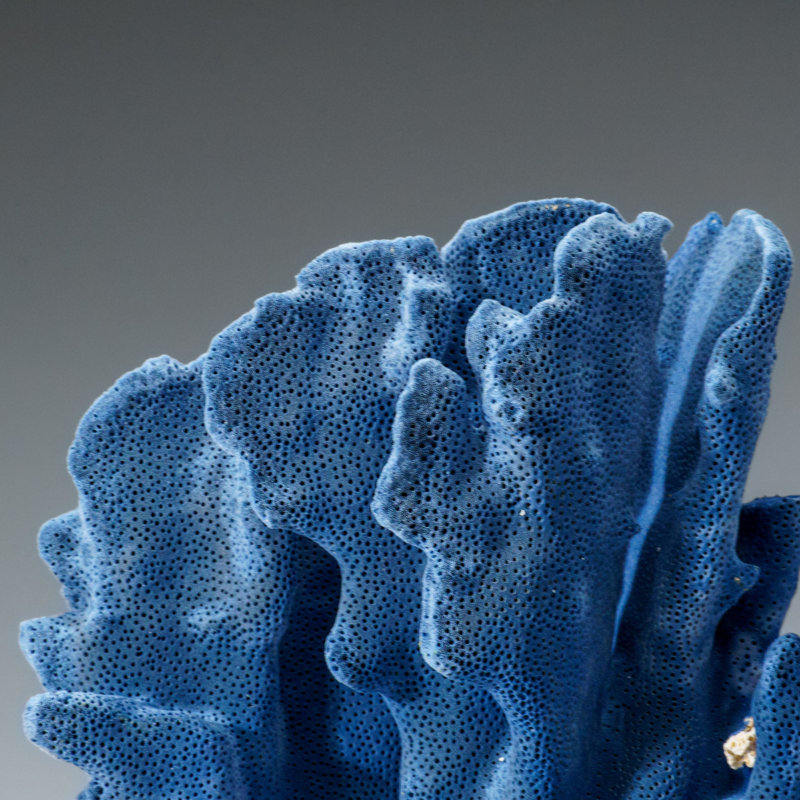 Genuine Blue Ridge Coral (5", 2.5 Lbs)