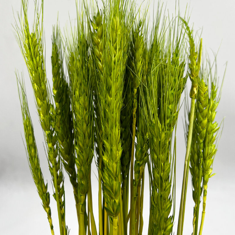 Bouquet de blé séché préservé Madaket, Jaune/vert
