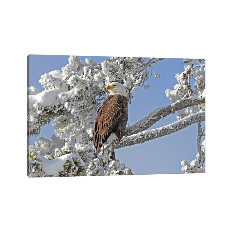 Winter Eagle - Yellowstone by Brian Wolf - Wrapped Canvas Painting