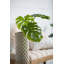 Tige de feuille Monstera