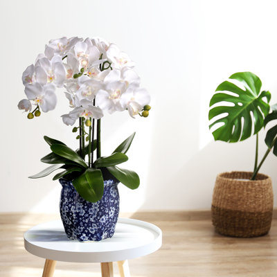 Orchid Arrangement in Pot