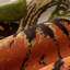  Housse de coussin d'automne Fall Pumpkin