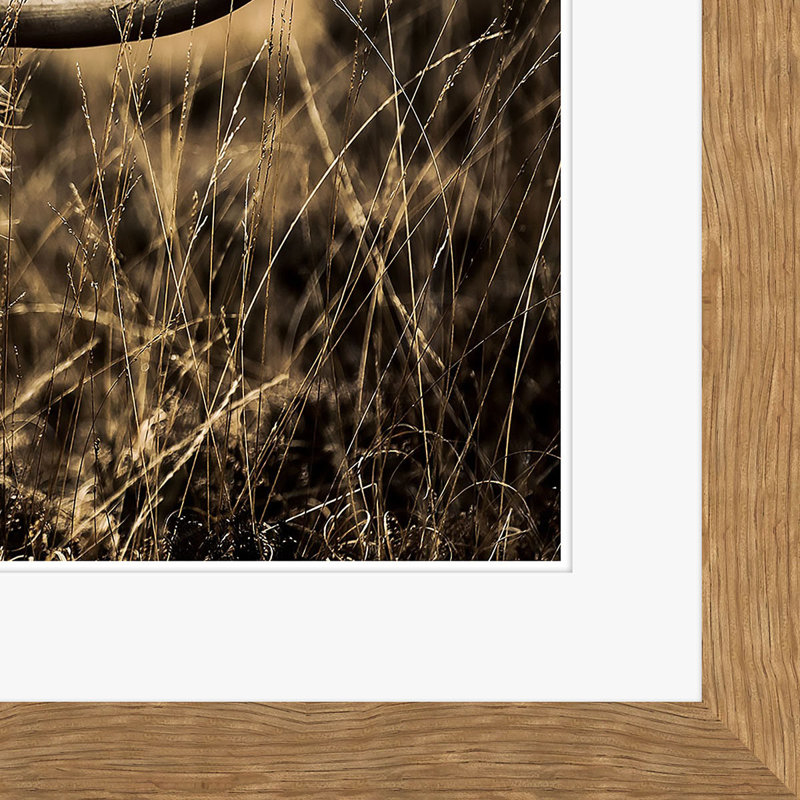 Highlands Cow - reproduction de photo avec cadre photo, H 22,5 po x l 34,5 po x P 1,25 po, Encadrement brun