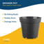 Foliage Plant in Pot