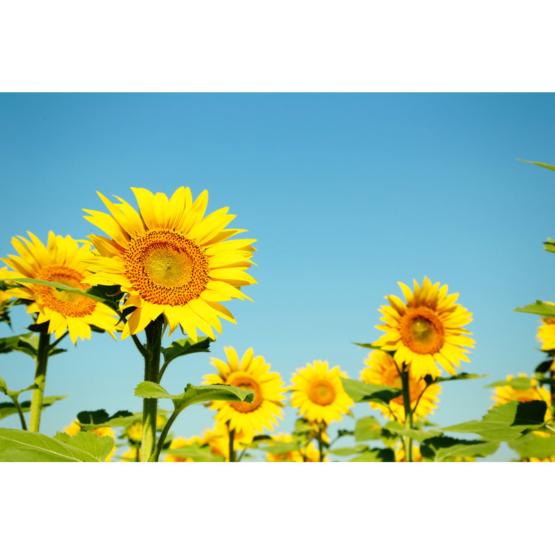 Sunflowers In The Field by 5second - Wrapped Canvas Print, 30cm H x 46cm W