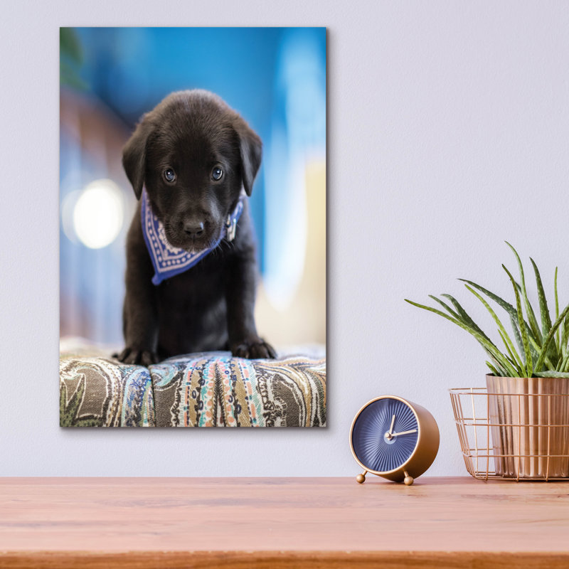 «Black Lab Pup 12» par Jonathan Ross, H 16 po x l 12 po x P 0,13 po