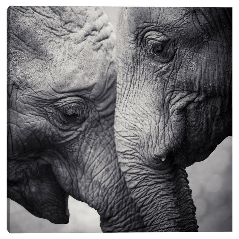 «Nose to Nose», impression sur toile tendue