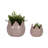 Set of 2 Stoneware Ceramic Planters with Sculpted Decorative Design - Durable and Stylish-1738117587-1729776800