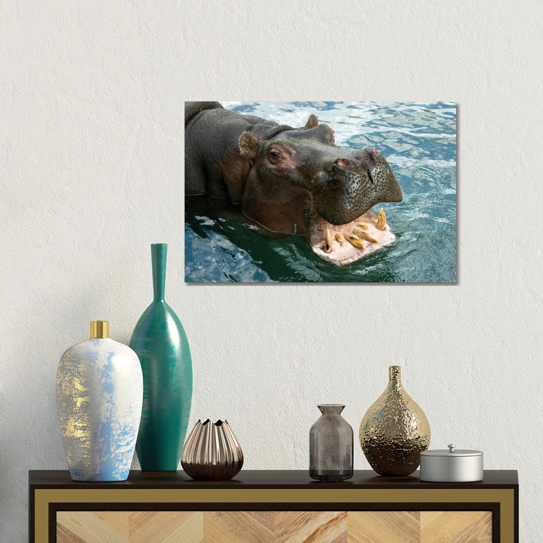 A Hippopotamus Bares Its Teeth At The Sedgwick County Zoo von Joel Sartore - Gallery-Wrapped Canvas Giclée on Canvas