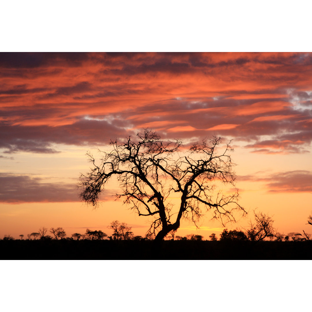 Sonnenaufgang im Kruger Park von Moonstone Images - Drucken