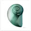 «Shimmering Snail II» par Albert Koetsier - reproduction de photo sur verre