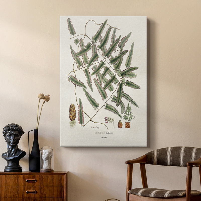 Botanical Society Ferns X - Gallery Cavas, H 18 po x l 12 po