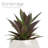 2.75" Artificial Bromeliad Succulent in Planter