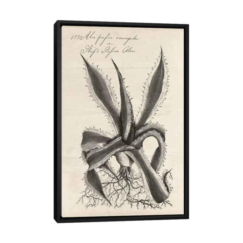 «Thornton Succulents III», reproduction d'art sur toile, H 60 po x l 40po x P 1,5 po, Toile avec cadre noir, Pas de tapis
