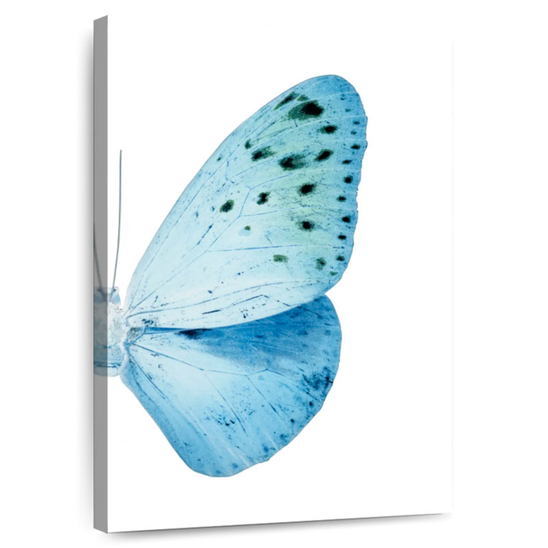 Radiographie de la demoiselle à papillon Brampl Euploea, H 24 po x l 16 po