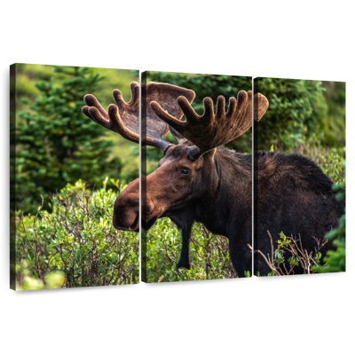 Orignal Brampt Wild Bull