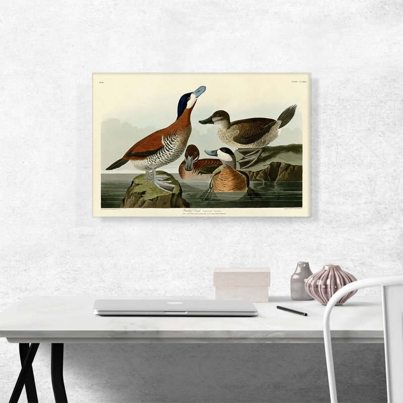 Ruddy Duck par James Audubon, reproduction d'art sur toile tendue, H 18 po x l 26 po x P 0,75 po
