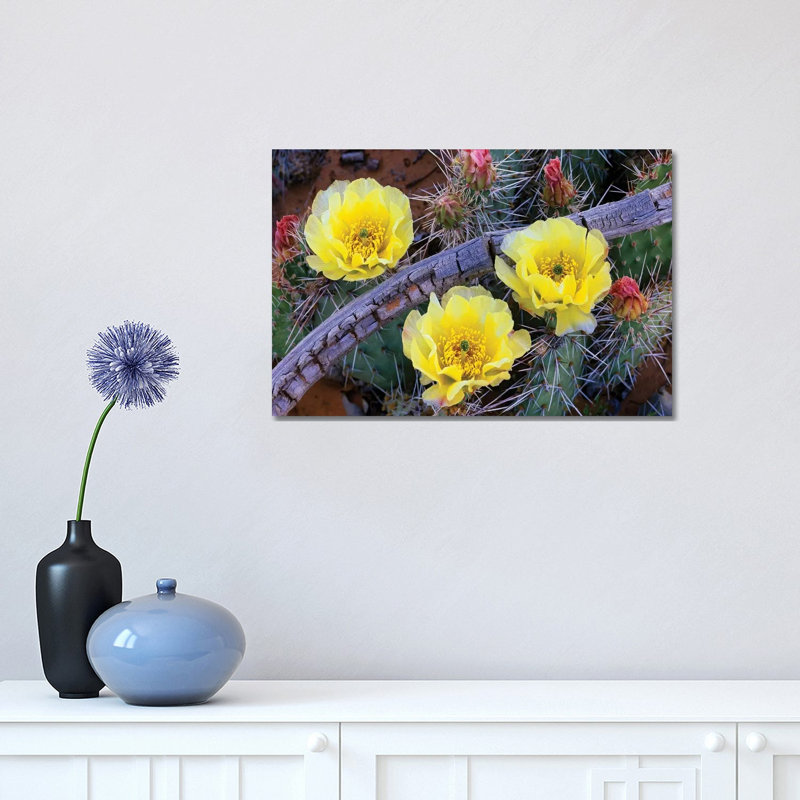 Opuntia Cactus Blooming, North America 1 Piece Wrapped Canvas Wall Art, 30.48 cm H x 45.72 cm W