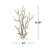 Watchet Polystone Coral Decorative Cream Sculpture with Clear Acrylic Base