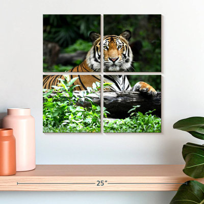 Resting Bengal Tiger