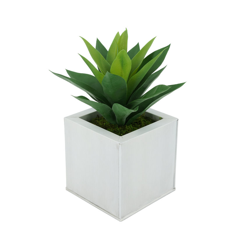 Plante grasse artificielle 7 po en pot, Crème