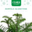 Costa Farms Indoor Norfolk Island Pine House Plant in 10-inch Holiday Décor