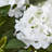 Hydrangea Arrangement in Pot-111171252