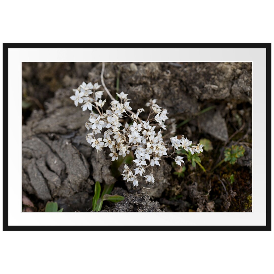 Gerahmtes Poster Kleine weiße Sternblumen