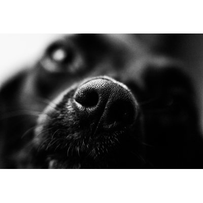 Prospera Black Dog - Wrapped Canvas Print