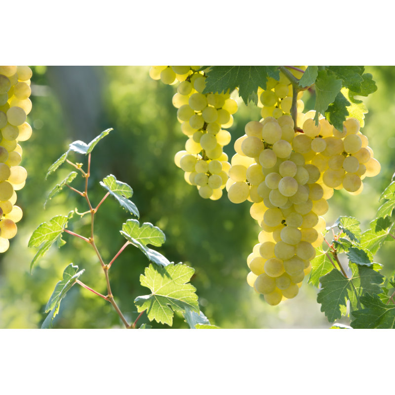 Sunny Grapes - Photographie sur toile tendue, H 32 po x l 48 po