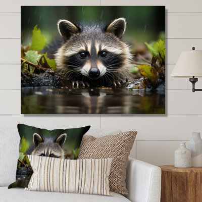 Curious Raccoon I - Animals Canvas Prints