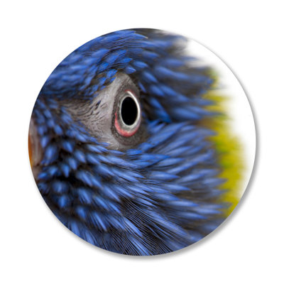 Feathery Focus - photographie sans cadre
