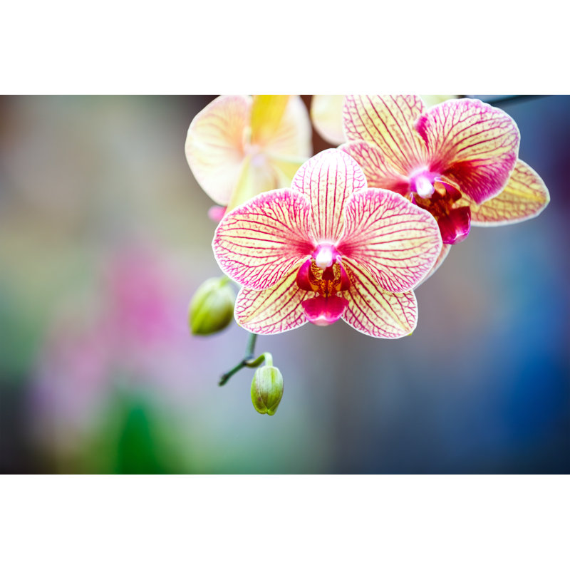 Striped Pink And Yellow Orchid by Borchee - Wrapped Canvas Print, 61cm H x 91cm W