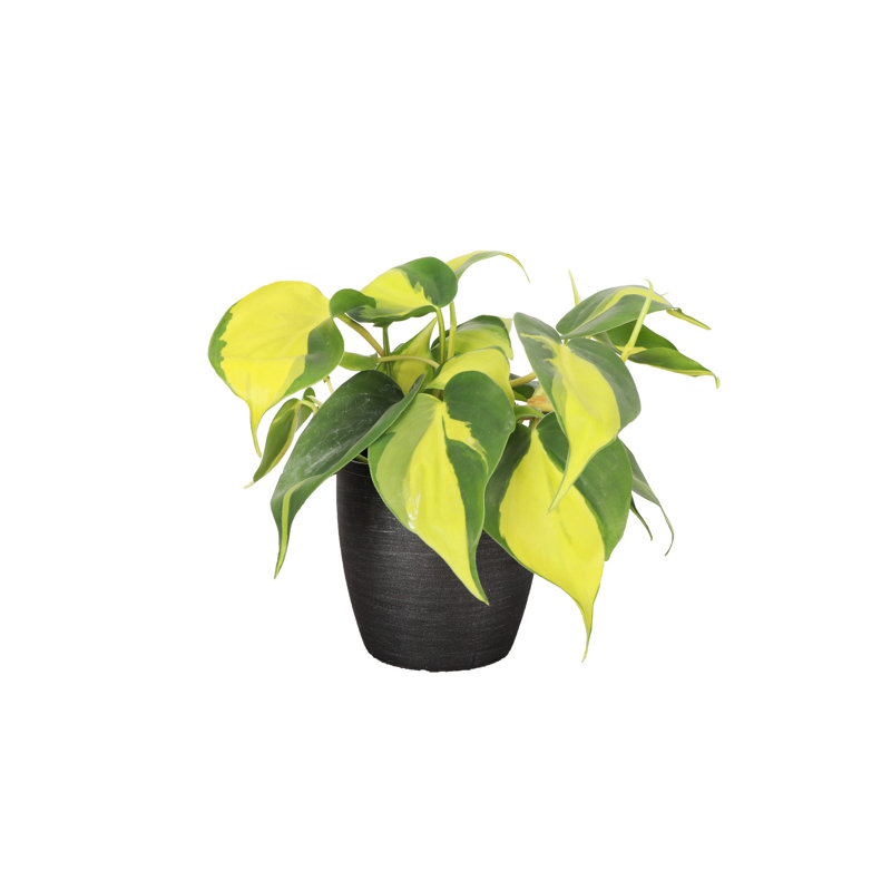 Live Brazil Philodendron Plant in Classic Pot, Brushed Silver
