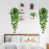 Pothos Ivy Vines n'est pas disponible