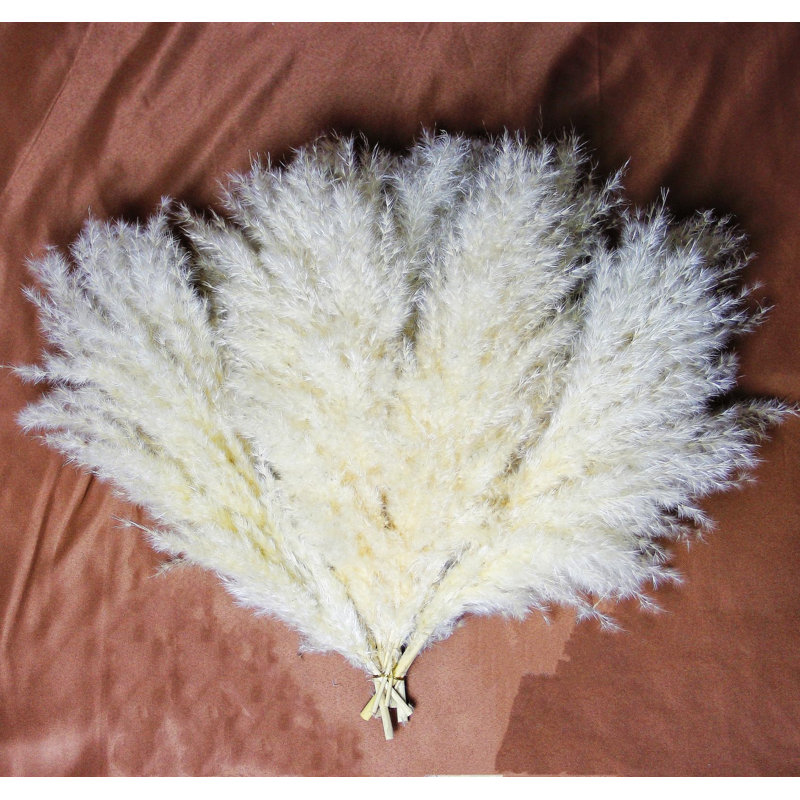 17'' Pampas Grass Grass, Cream