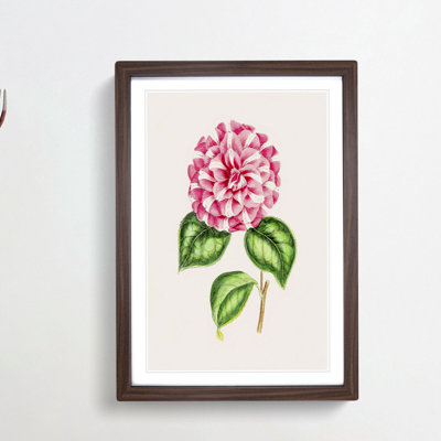 Pink Queen Victoria Camellia Illustration - Picture Frame Painting Print