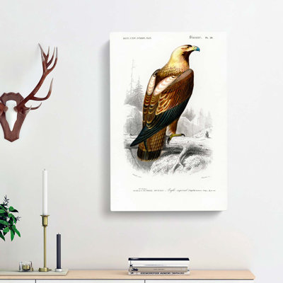 Eastern Imperial Eagle Illustration by Charles d' Orbigny - Wrapped Canvas