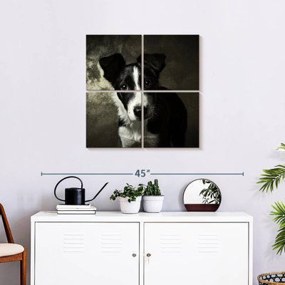 Brampt Border Collie Puppy
