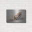«Pinecone» par Petals Prints Design-1458551295