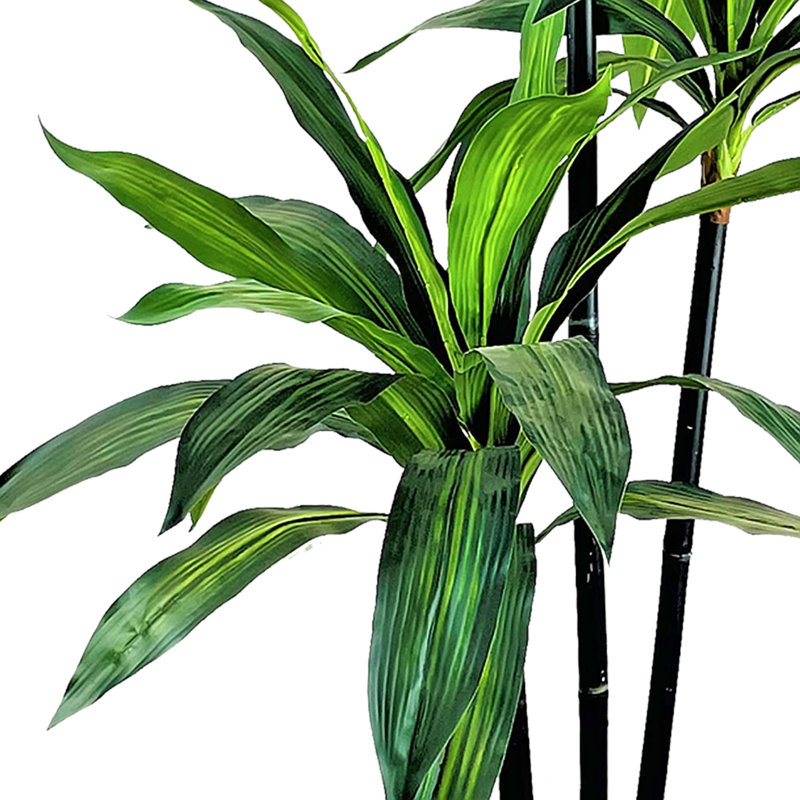 Contenant en métal noir 6 pi x 3 po Dracaena